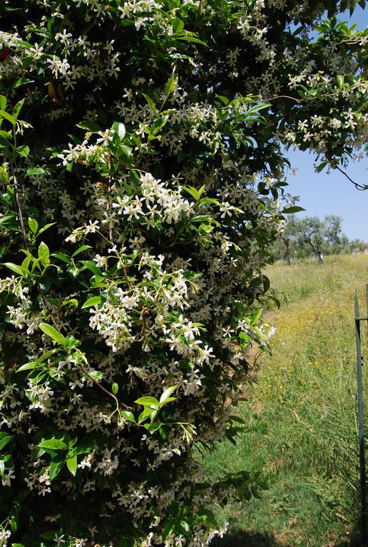 Latas Country House Hotel Penacova Kültér fotó